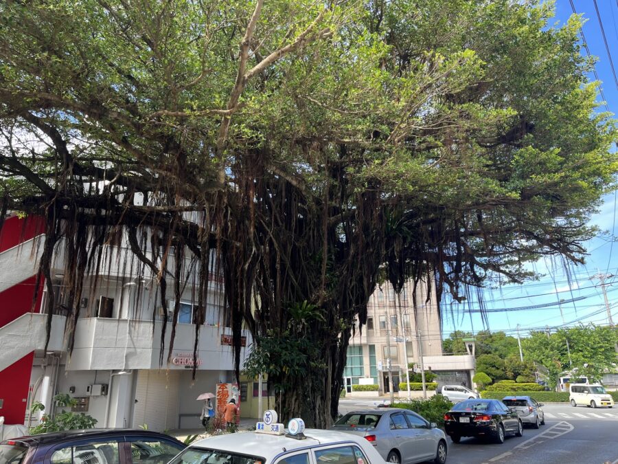 那覇市にあるガジュマルの木