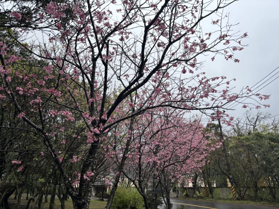 陽明山の桜